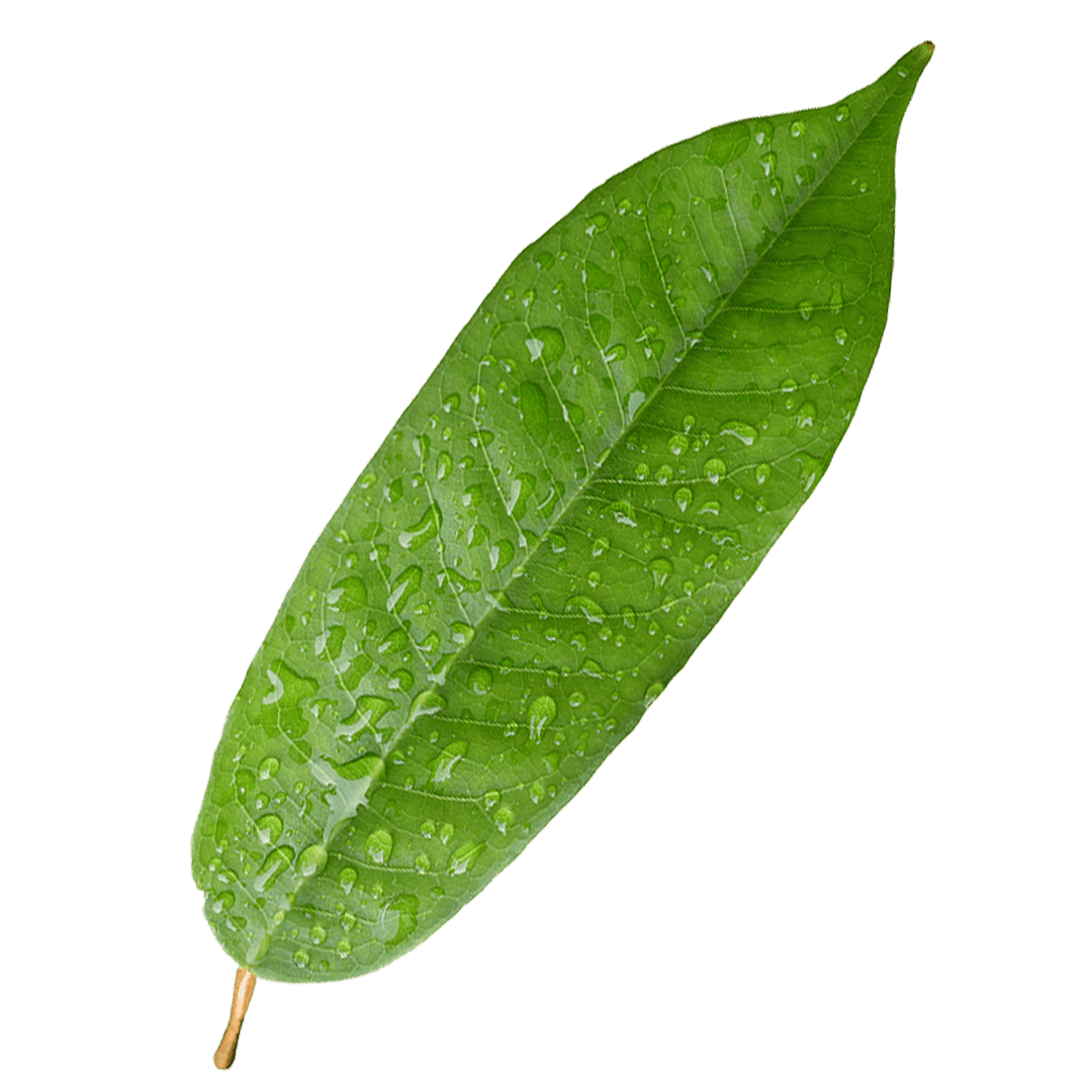 Leaf3